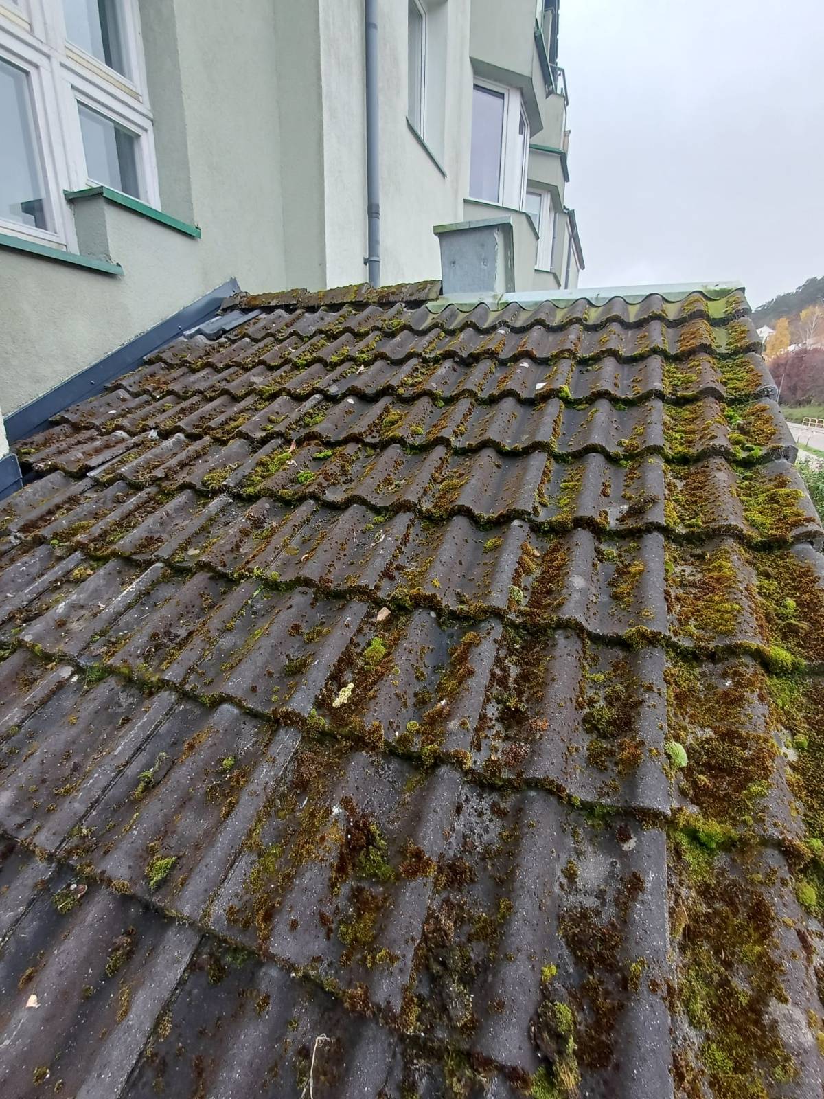 Dachówki przed czyszczeniem