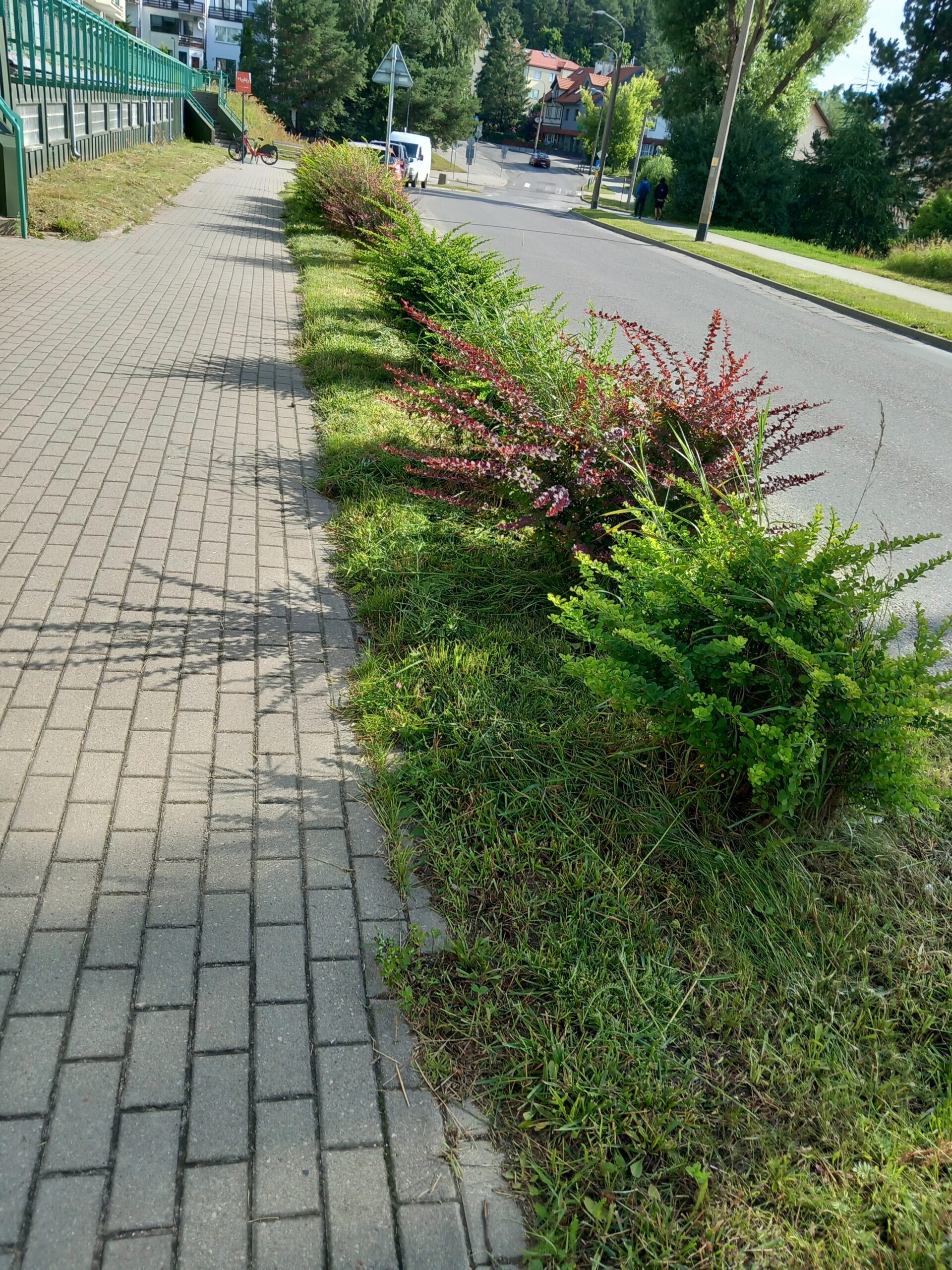 Góralska 13 krzewy